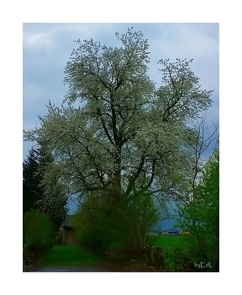 Der alte Kirschenbaum in voller Blüte