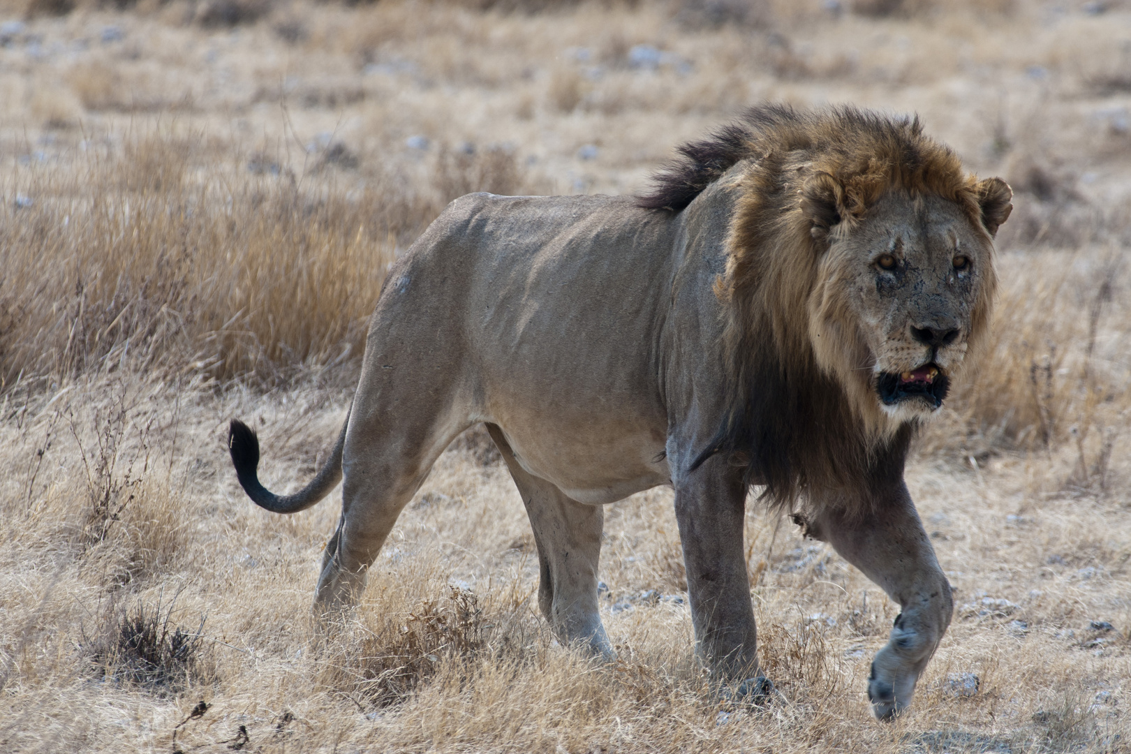 Der alte König - Löwe im Etosha NP