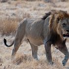 Der alte König - Löwe im Etosha NP