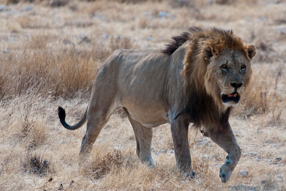 Der alte König - Löwe im Etosha NP