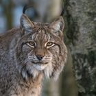 Der alte Luchs