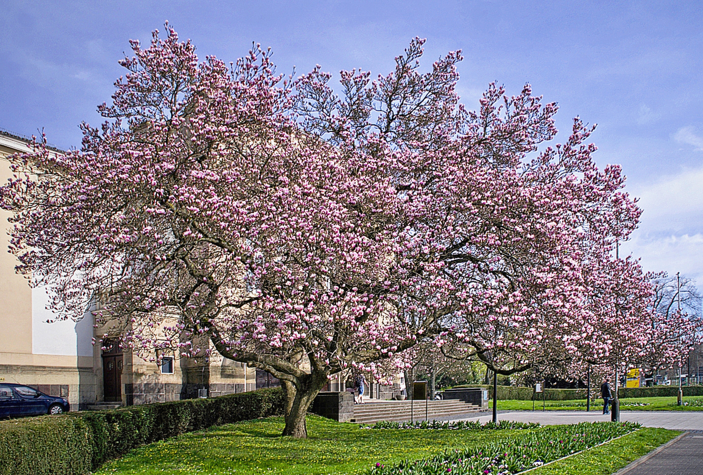 ~~Der alte Magnolienbaum~~