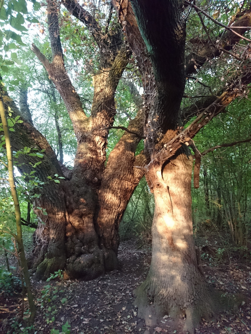 Der alte Man im Baum 