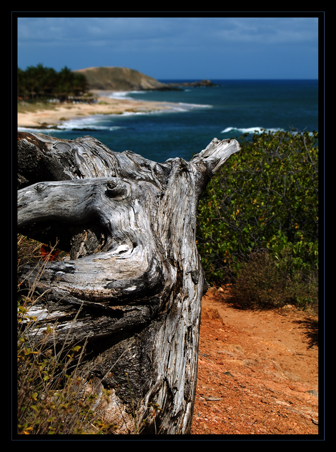 Der alte Mann (Baum) und das Meer