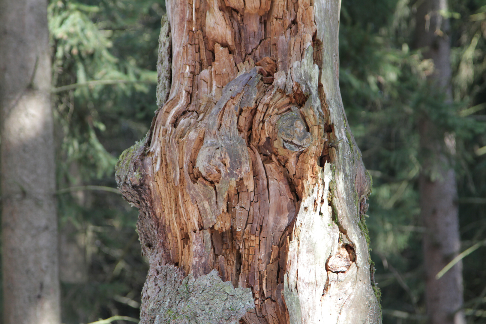 der alte Mann im Baum