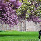 Der alte Mann und das (Blüten-)Meer