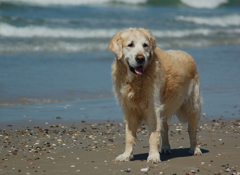 Der alte Mann und das Meer