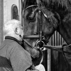 Der alte Mann und das Pferd
