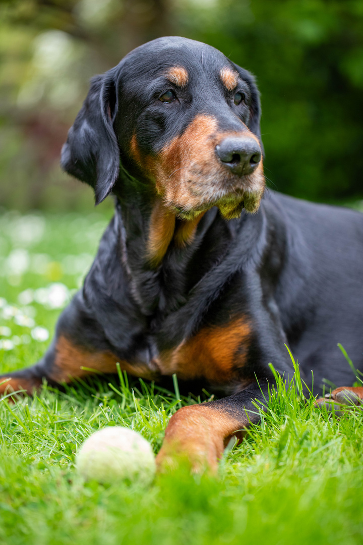 Der alte Mann und der Ball