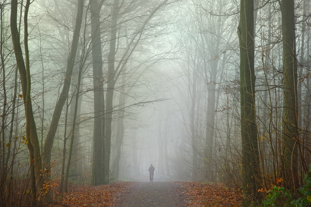 der alte mann und der wald