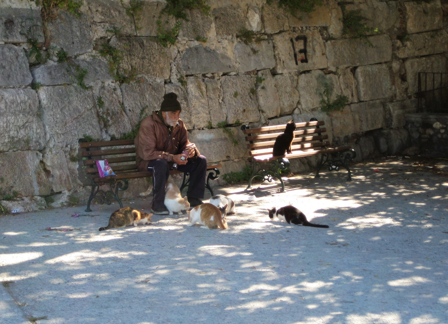 Der alte Mann und seine Katzen 