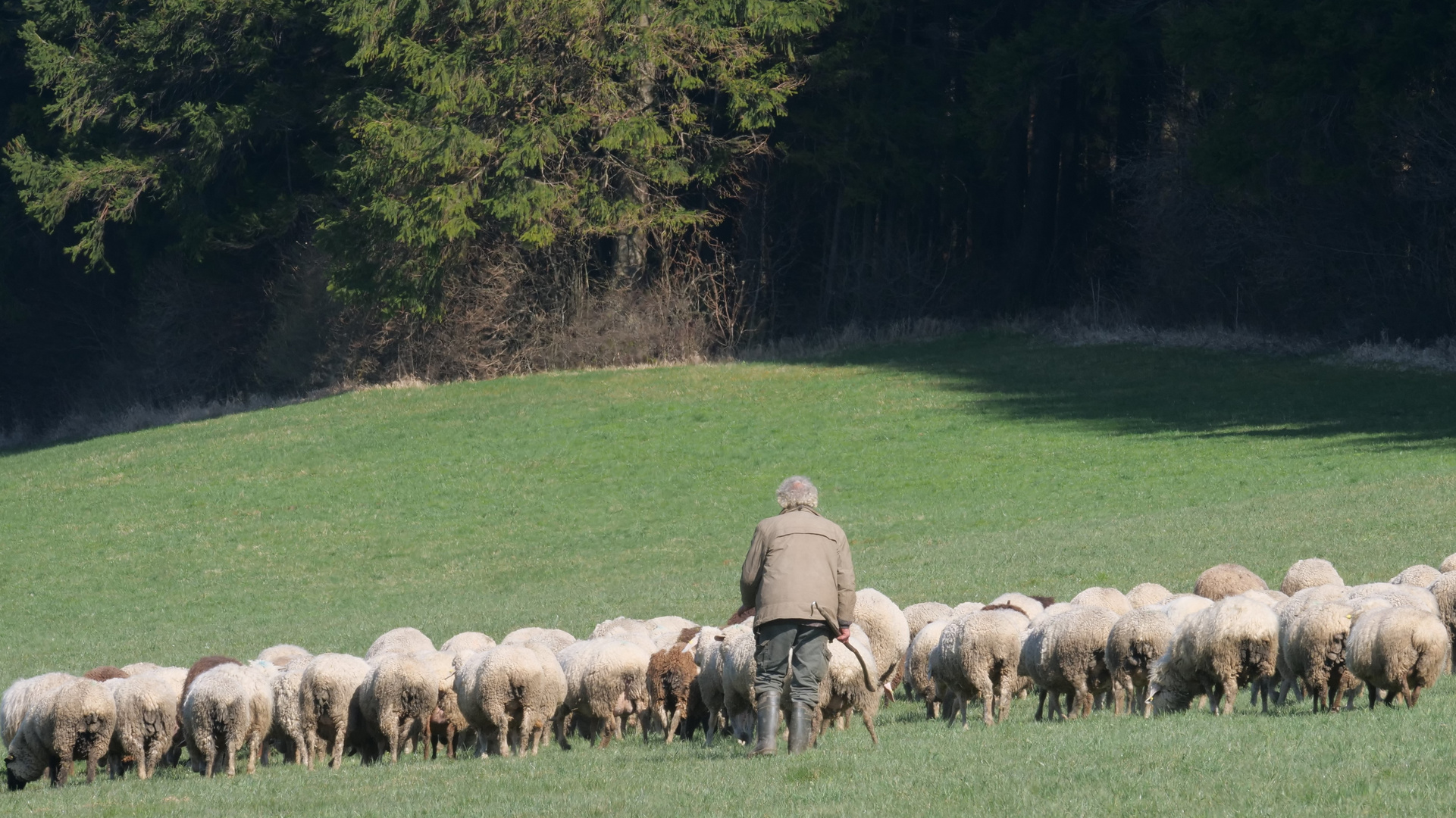 Der alte Mann und seine Schafe