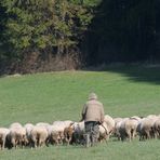 Der alte Mann und seine Schafe