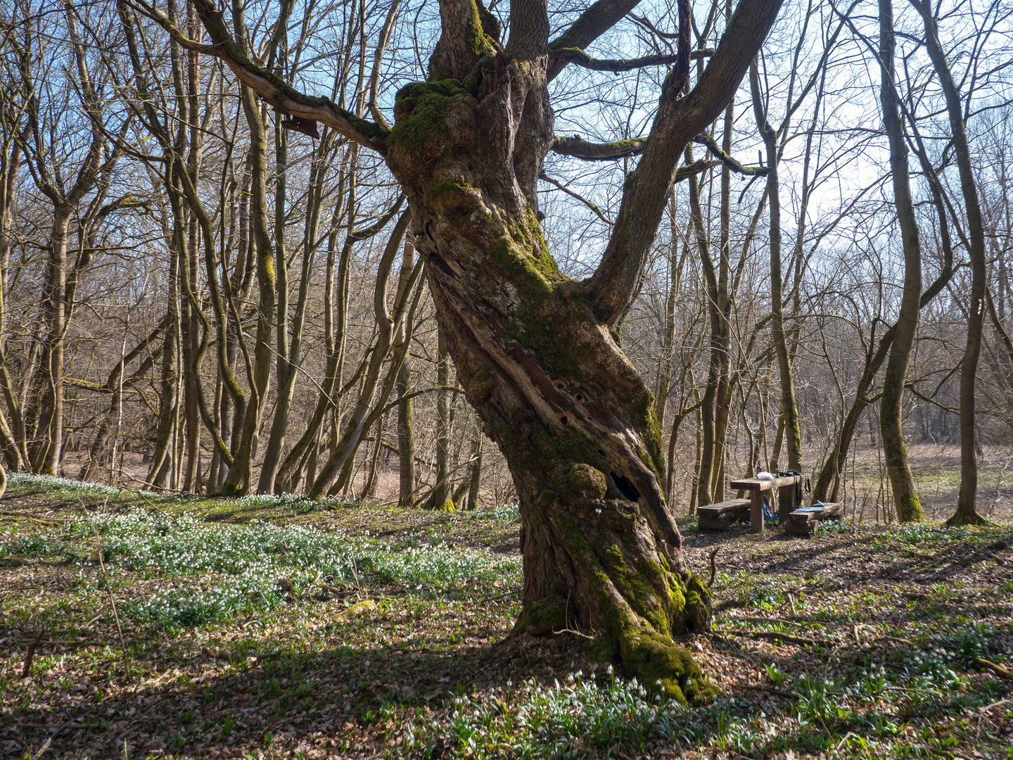 Der alte Maßholder am Gänsekropf.