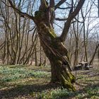 Der alte Maßholder am Gänsekropf.