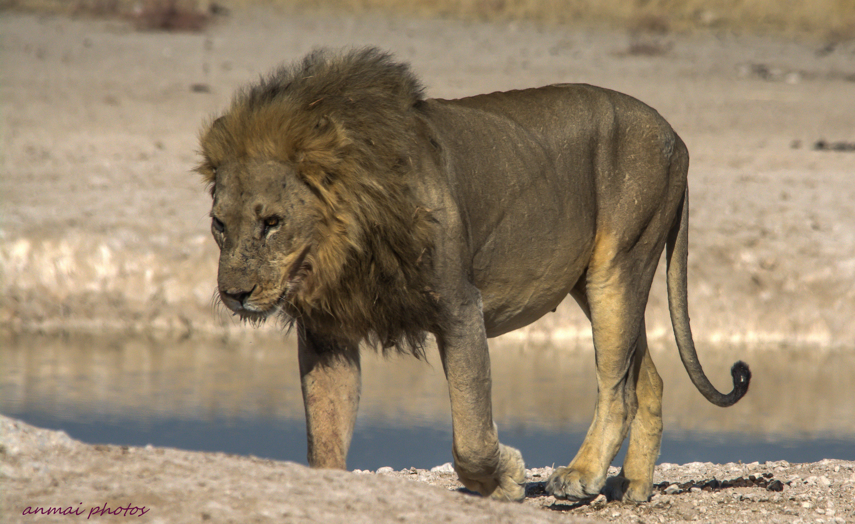 Der alte müde König.