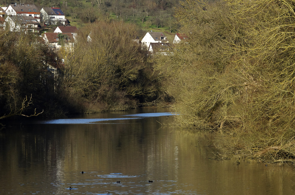 ...der alte Neckarseitenarm im Jan. 2015