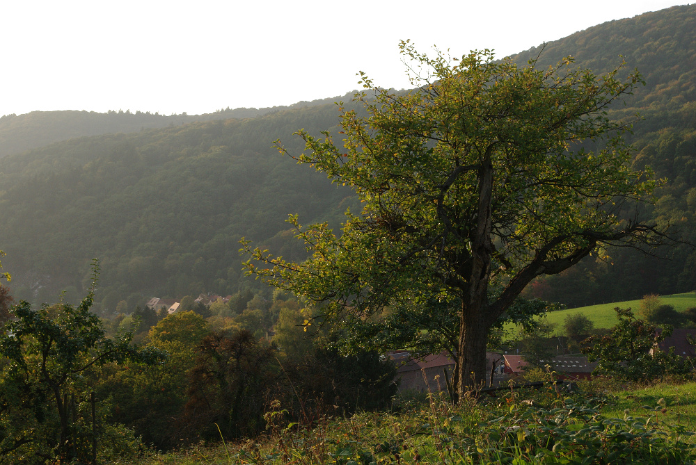 Der alte Obstbaum