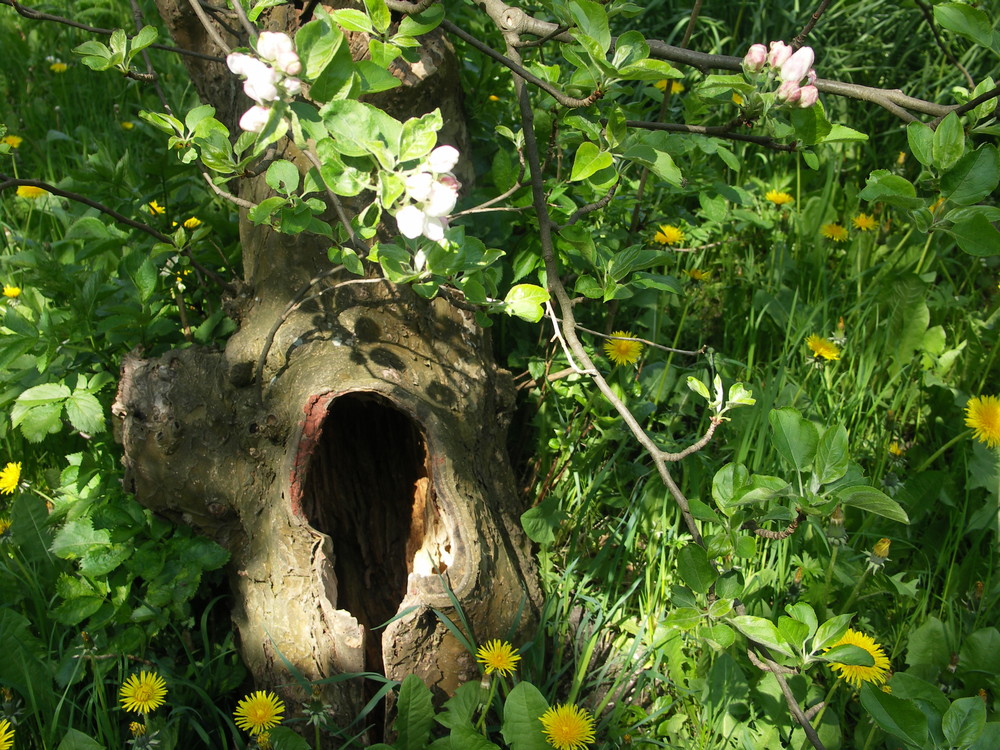 Der alte Obstbaum