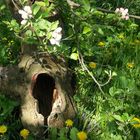 Der alte Obstbaum