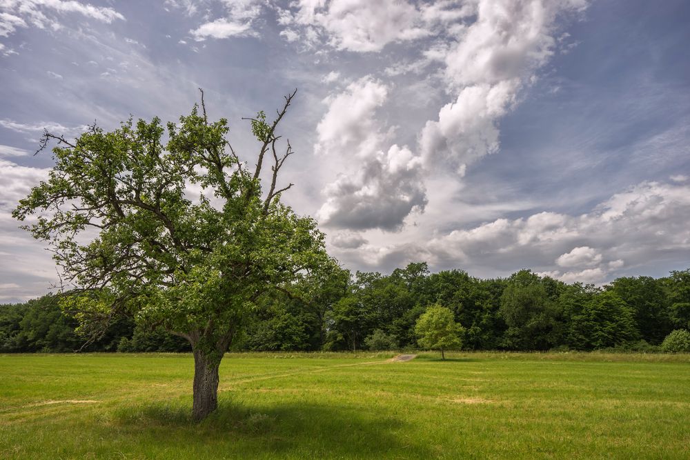 der alte Obstbaum