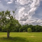 der alte Obstbaum