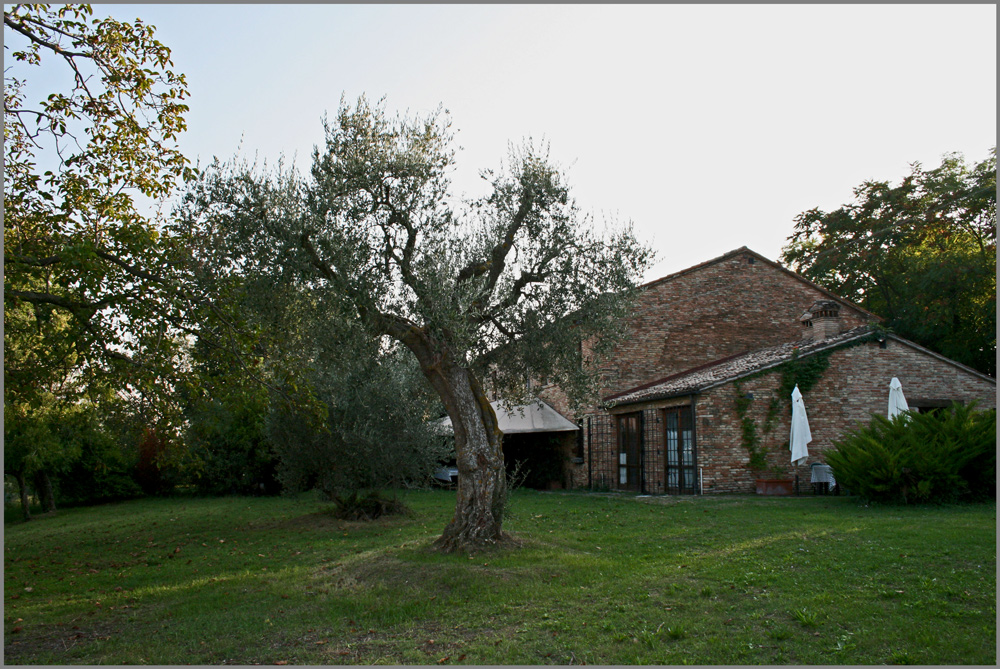 der alte Olivenbaum