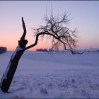 Der alte Pflaumenbaum