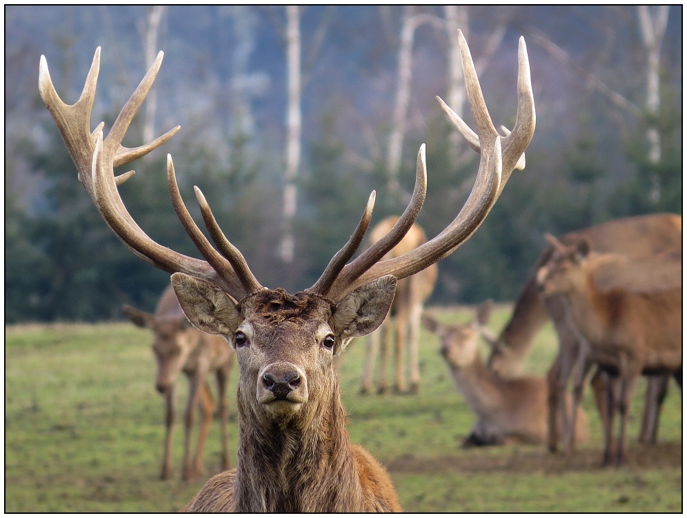 Der alte Platzhirsch...