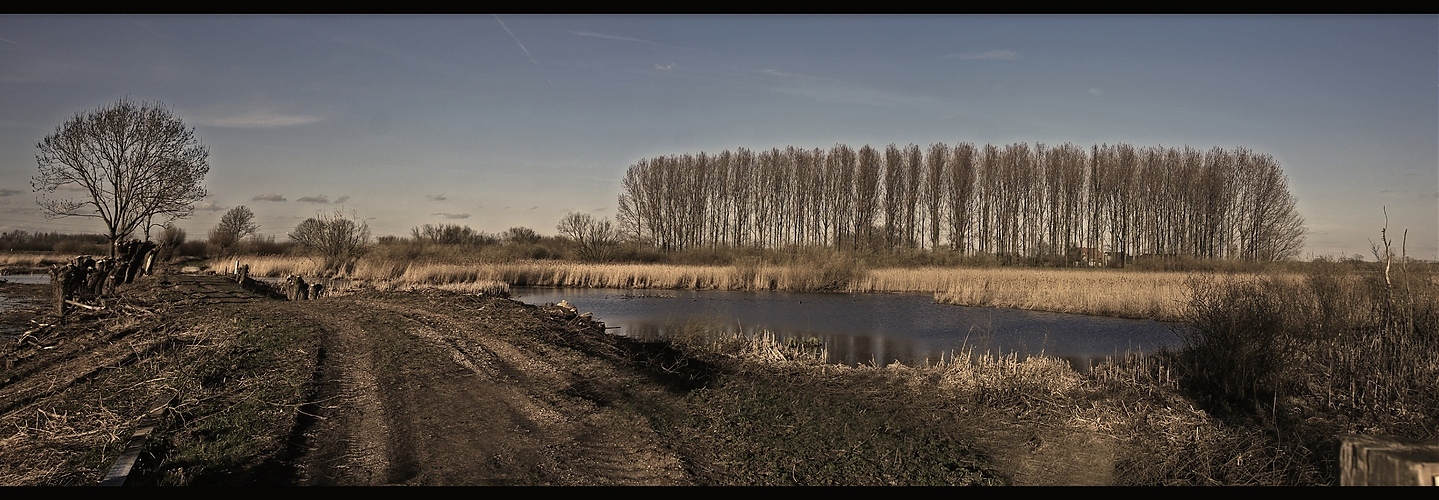 der alte Rheinarm II