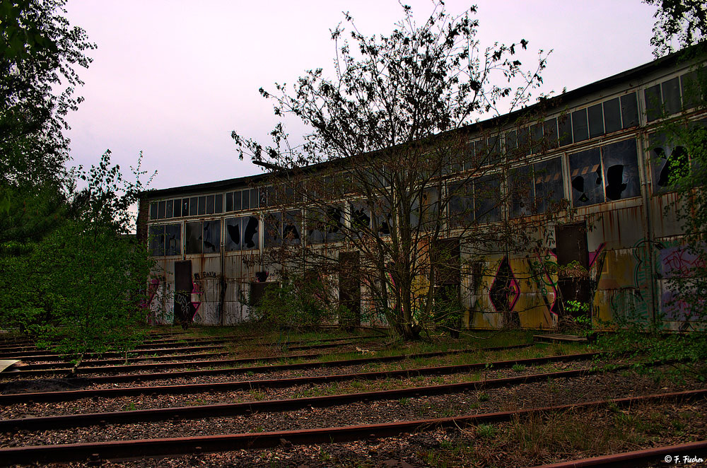 der alte Ringlockschuppen