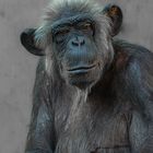 Der alte Schimpanse......