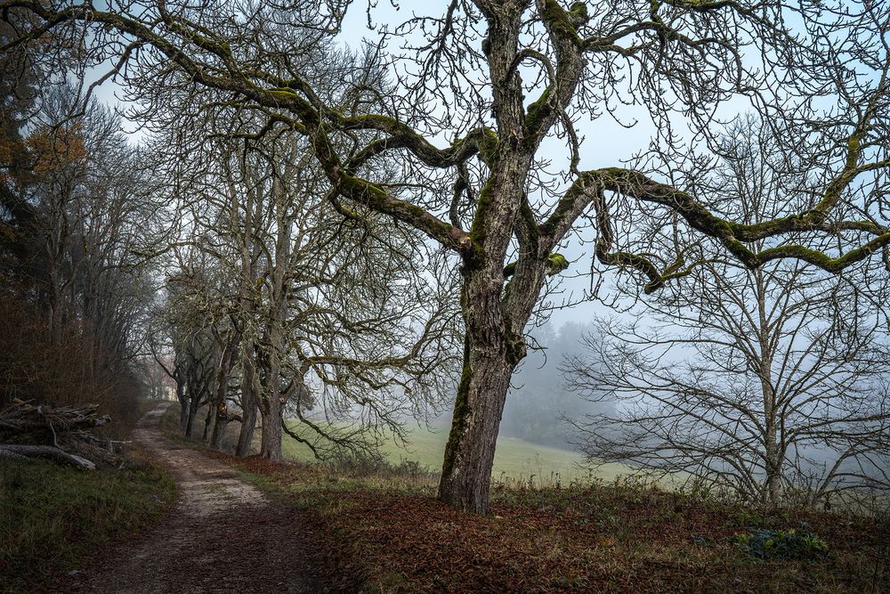 Der alte Schlossweg