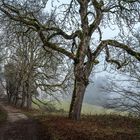 Der alte Schlossweg