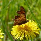 Der Alte Schmetterling (C-Falter)