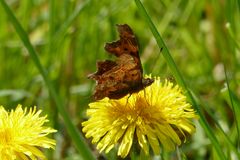 Der Alte Schmetterling (C-Falter)