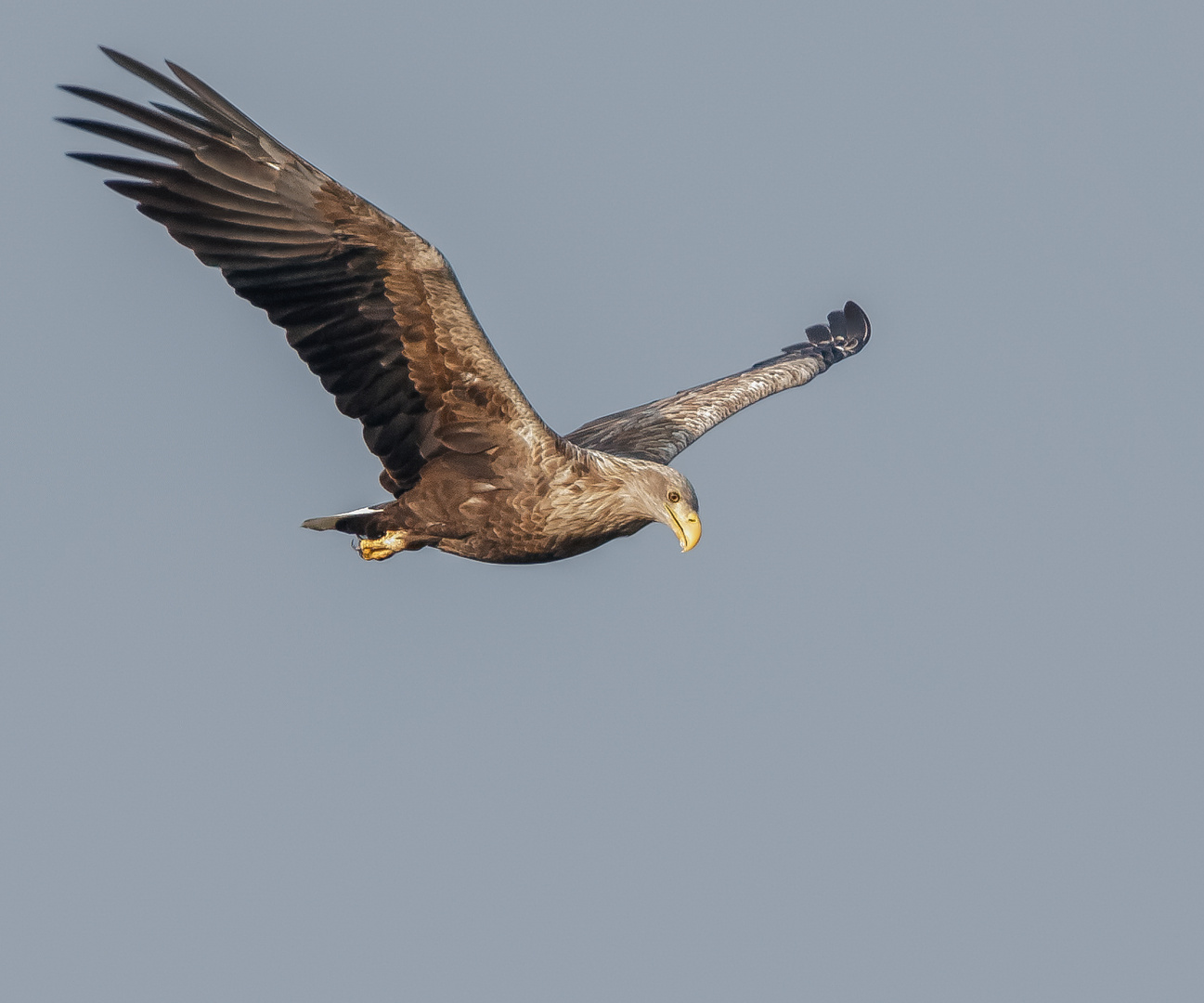 Der alte Seeadler ...