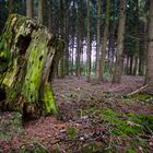 Der alte Wald