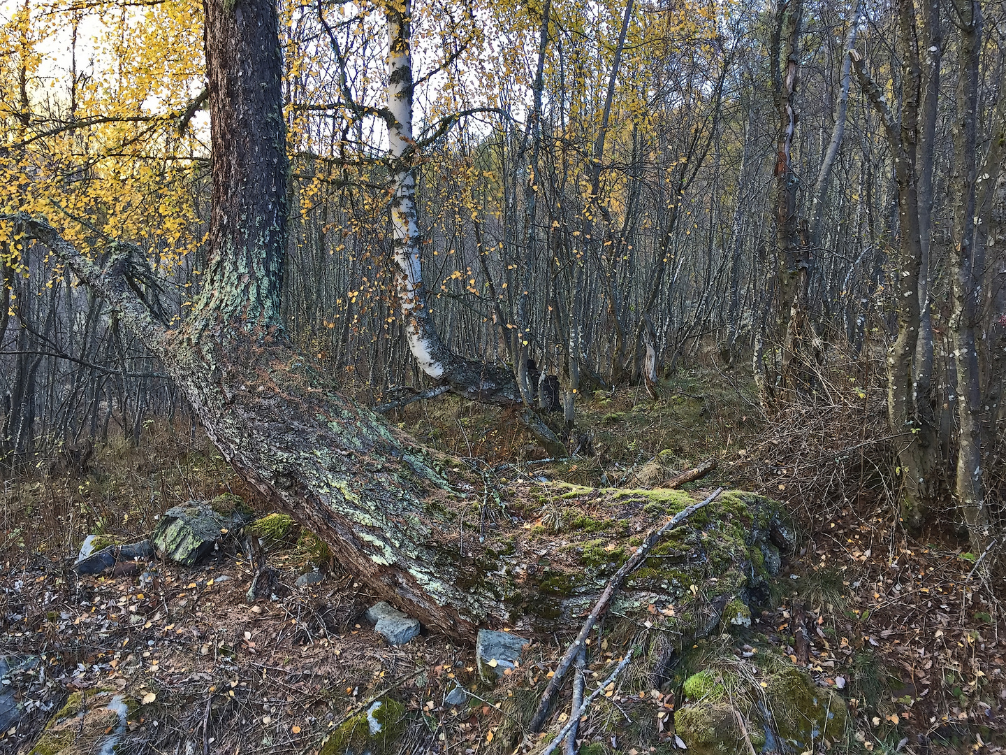 Der alte Wald, in dem ich die Knochen gefunden habe... La forêt des mystères!