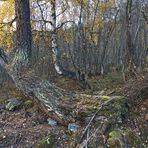 Der alte Wald, in dem ich die Knochen gefunden habe... La forêt des mystères!