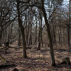 Der alte Wald - original