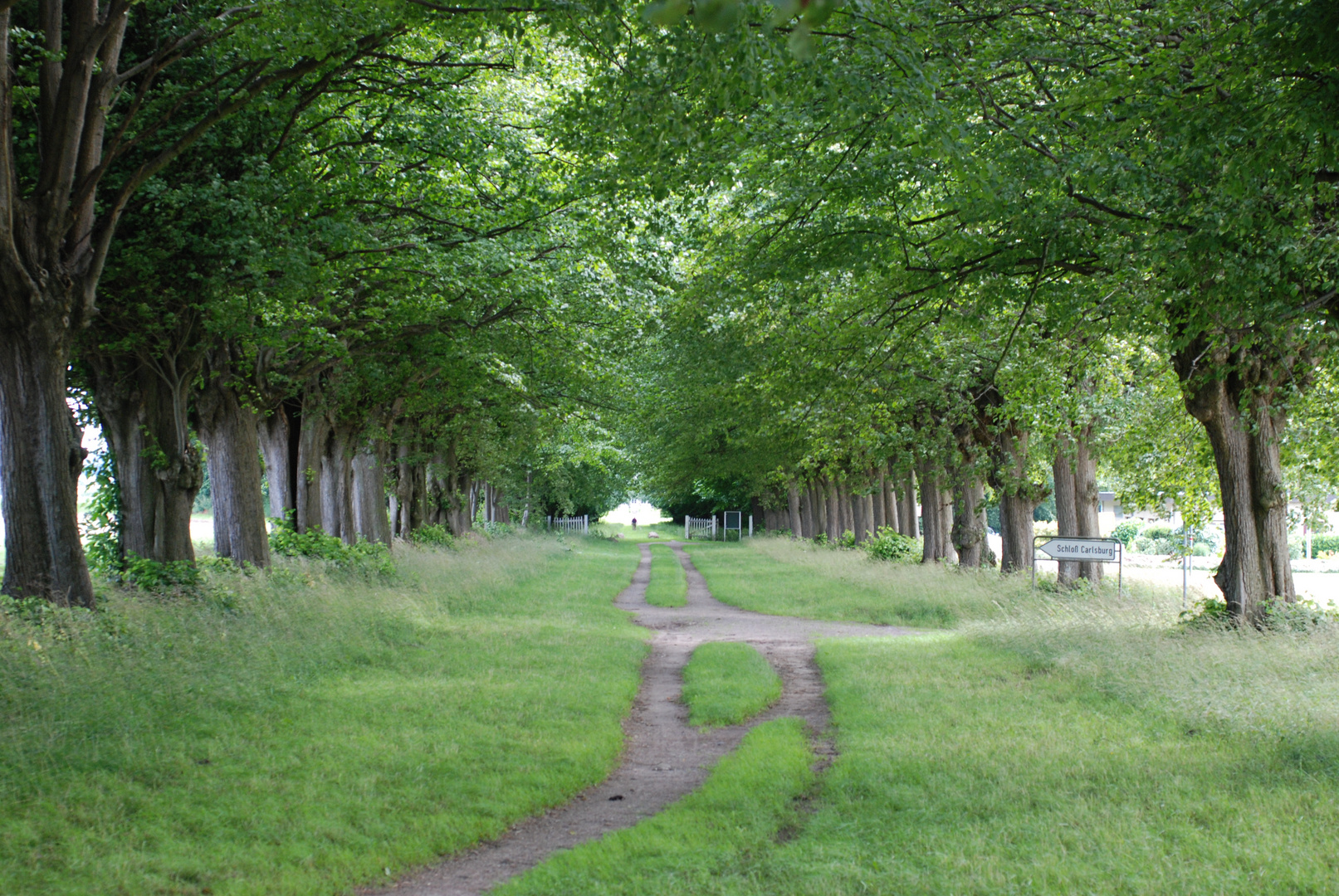 Der alte weg zum Schloß Carlsburg ...