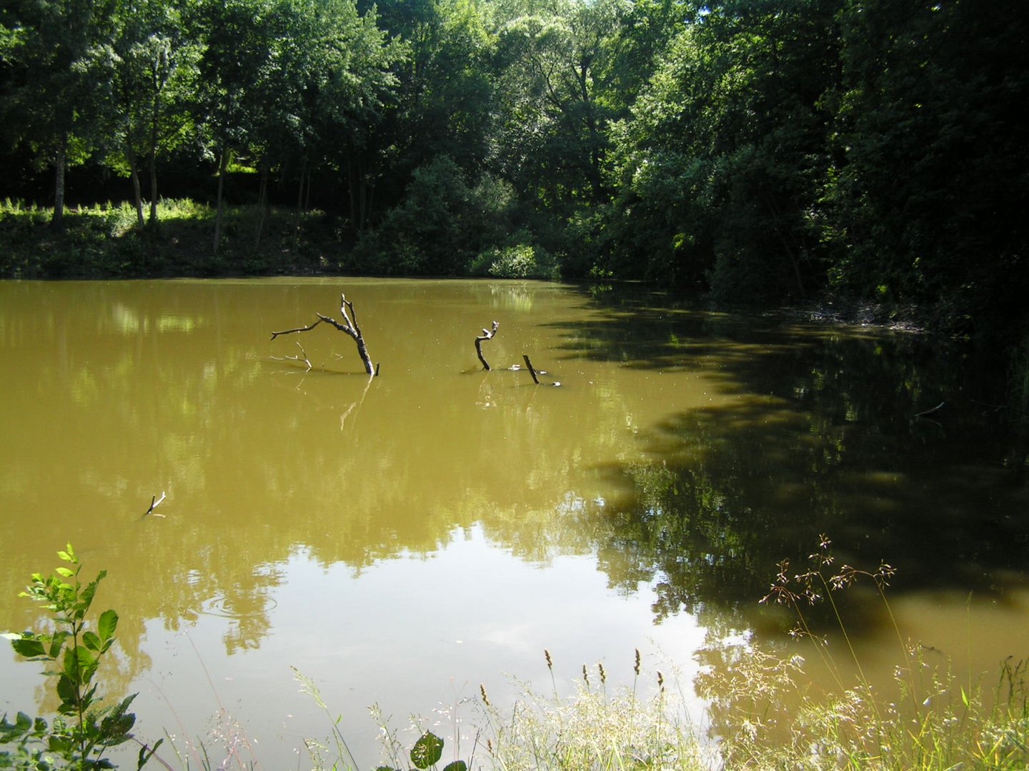 Der alte Weiher