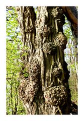 Der alte weise Baum hat viel zu erzählen