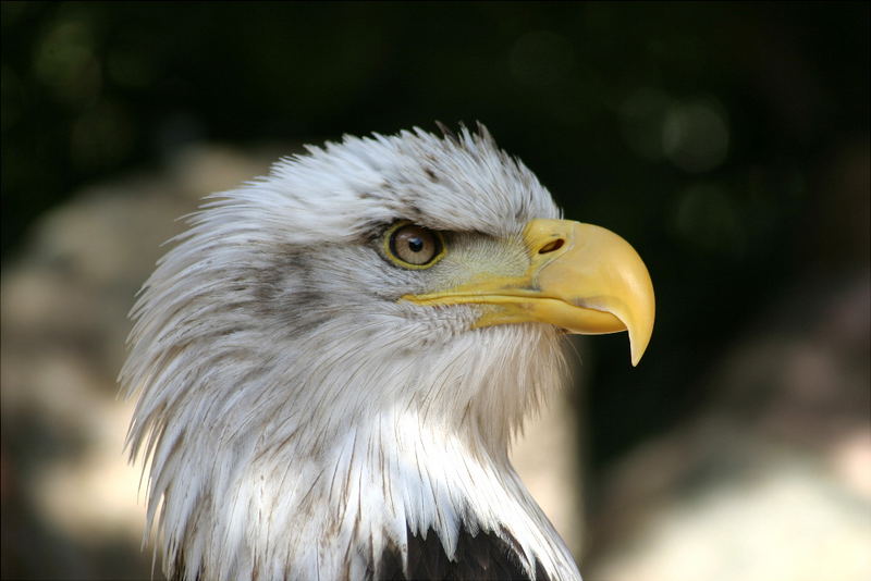 Der alte Weißkopf-Seeadler