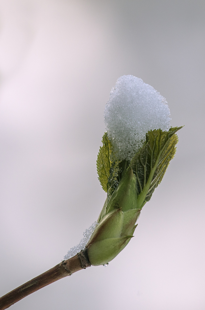 Der alte Winter in seiner Schwäche........