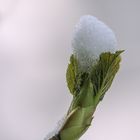 Der alte Winter in seiner Schwäche........