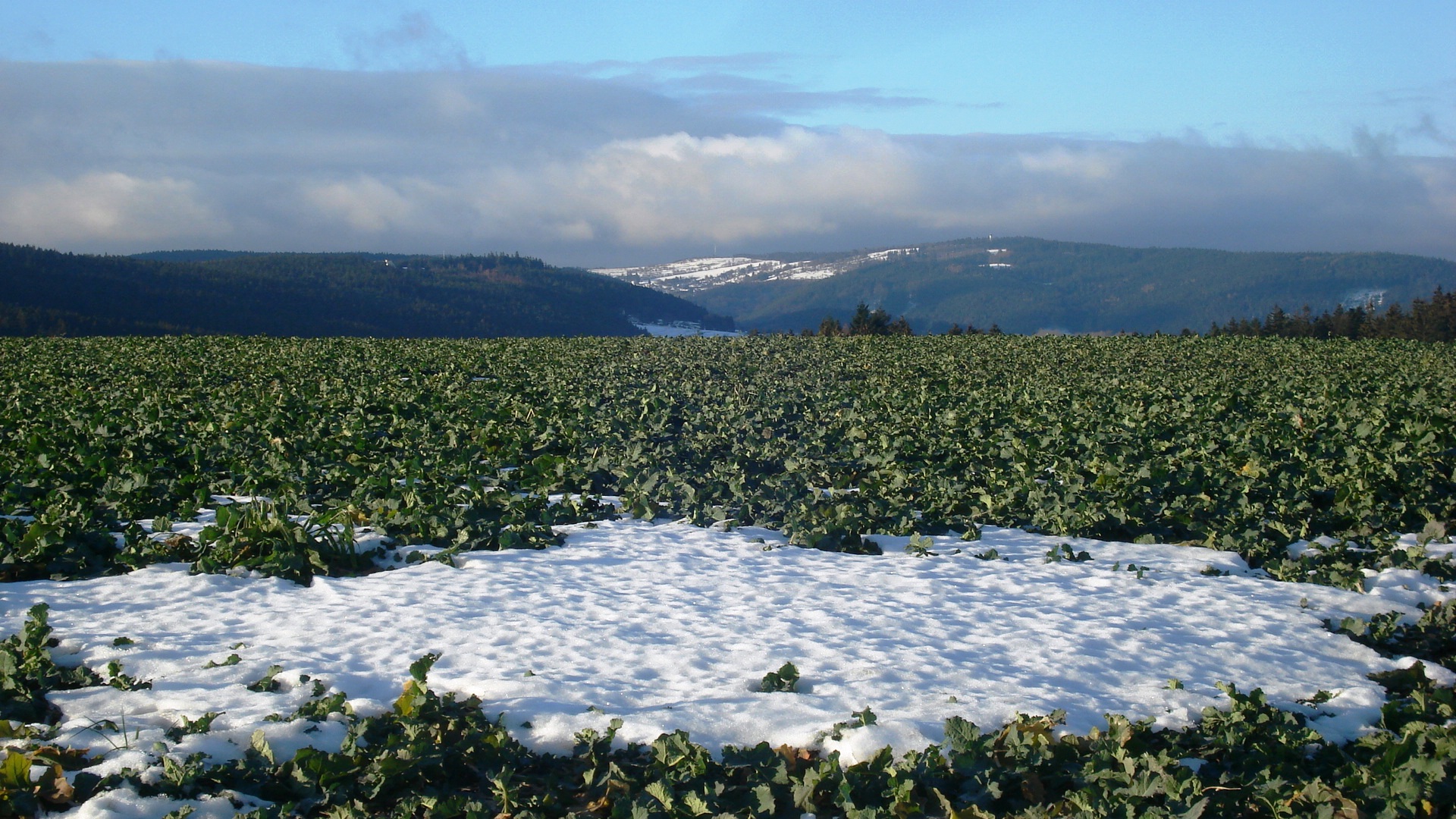 "Der alte Winter, in seiner Schwäche ....