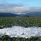 "Der alte Winter, in seiner Schwäche ....