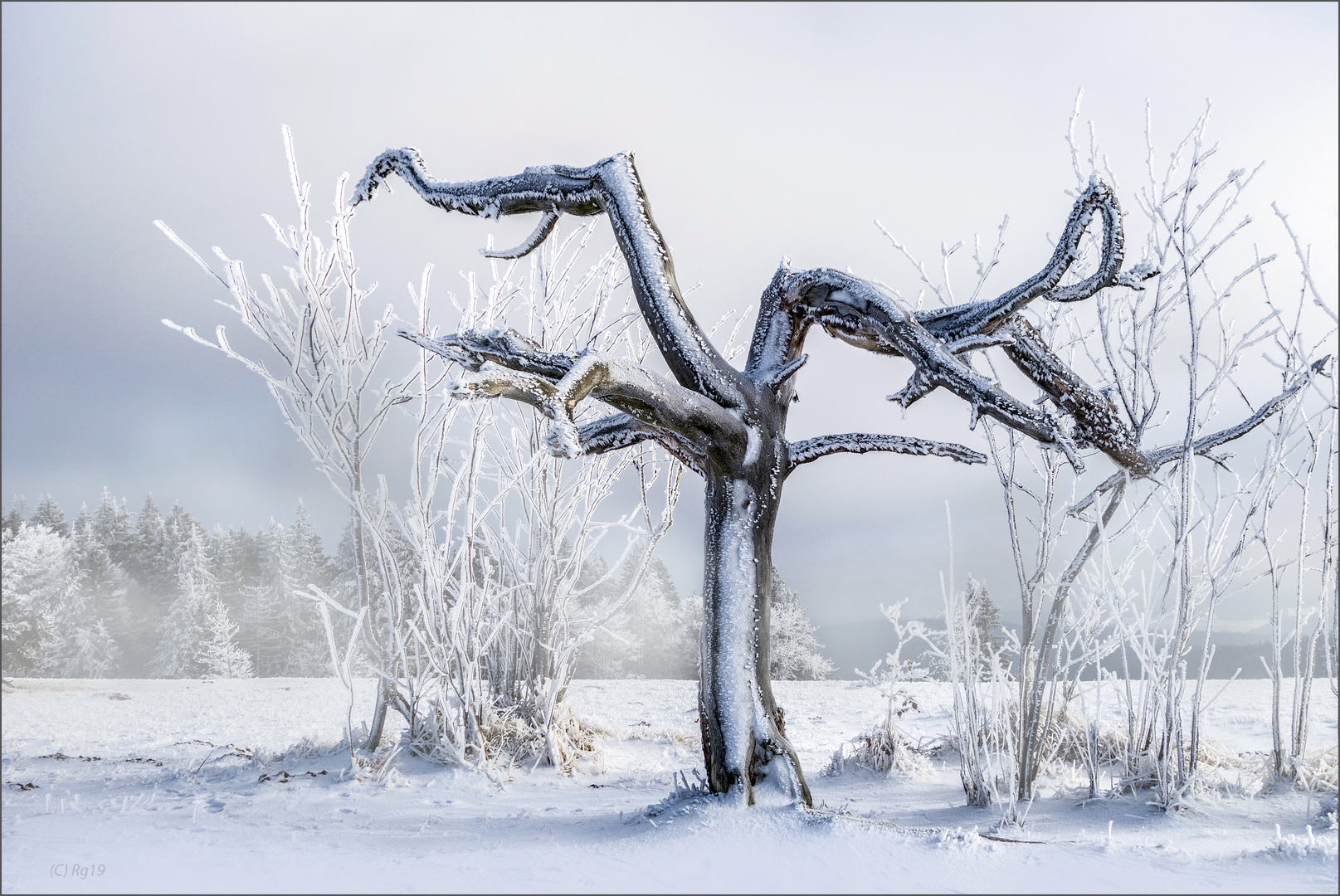 der alte winterbaum